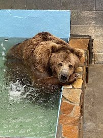Cherokee Bear Zoo