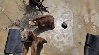 Cherokee Bear Zoo photo 2