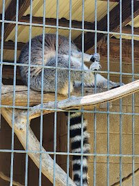 Cherokee Bear Zoo photo 3