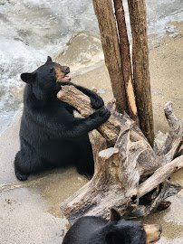 Cherokee Bear Zoo photo 4