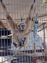 Cherokee Bear Zoo photo 5