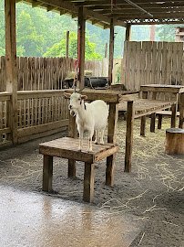 Cherokee Bear Zoo photo 6