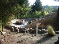 White Water Safari photo 5