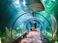 Aquarium At Moody Gardens
