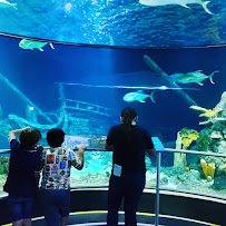 Aquarium At Moody Gardens photo 3