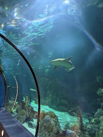 Aquarium At Moody Gardens photo 4