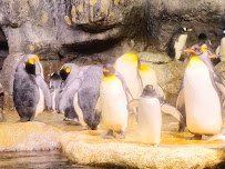 Aquarium At Moody Gardens photo 5