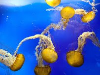Aquarium At Moody Gardens photo 6