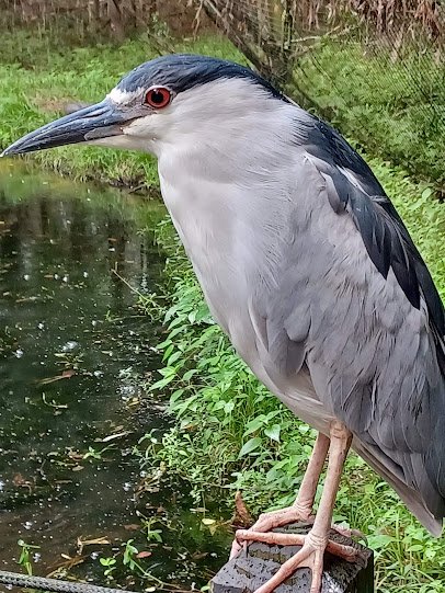 Lowcountry Zoo photo 3