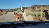 Virginia Safari Park photo 2