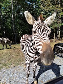 Virginia Safari Park photo 3