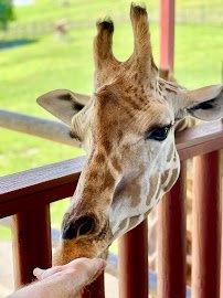 Virginia Safari Park photo 4