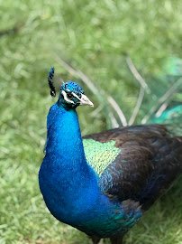 Virginia Safari Park photo 6