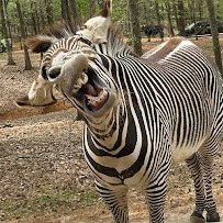 Lazy 5 Ranch photo 4