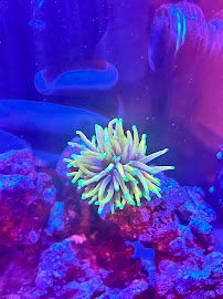 The Fish Tank photo 4