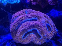 Sublime Aquarium Care photo 5