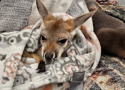 xtreme exotics wildlife foundation photo 2