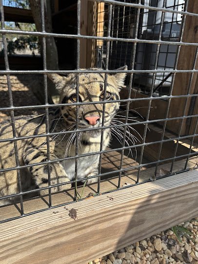 xtreme exotics wildlife foundation photo 3