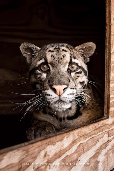 xtreme exotics wildlife foundation photo 6