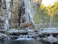 Land of the Tiger