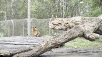 Land of the Tiger photo 2