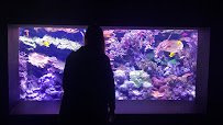 Seattle Aquarium photo 2
