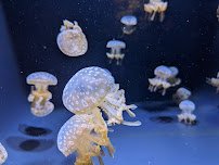 Seattle Aquarium photo 5