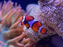 Seattle Aquarium photo 6