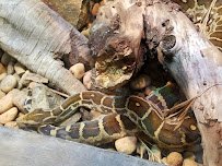 Klauber-Shaw Reptile House