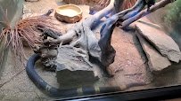 Klauber-Shaw Reptile House photo 2
