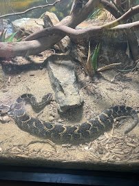 Klauber-Shaw Reptile House photo 3