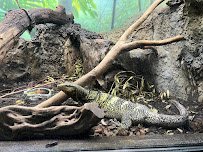 Klauber-Shaw Reptile House photo 4