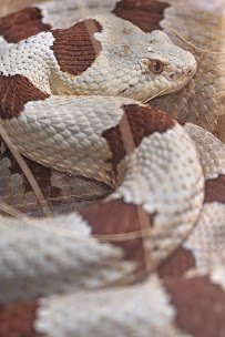 Klauber-Shaw Reptile House photo 5