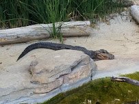 Klauber-Shaw Reptile House photo 6