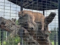 Oxbow Park & Zollman Zoo photo 4