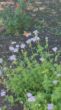 Lubbock Memorial Arboretum photo 2
