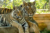 Greenview Park & Zoo
