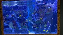 Blue Zoo Aquarium Baton Rouge photo 2