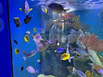 Blue Zoo Aquarium Baton Rouge photo 3