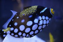 Blue Zoo Aquarium Baton Rouge photo 4