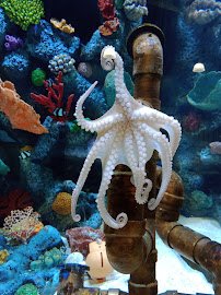 Blue Zoo Aquarium Baton Rouge photo 6