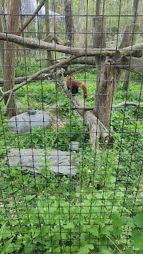 Trevor-Lovejoy Zoo at Millbrook School photo 2