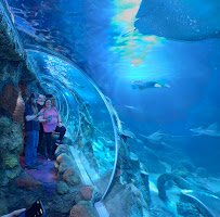 SEA LIFE Charlotte-Concord photo 3
