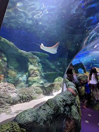 SEA LIFE Charlotte-Concord photo 3