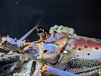 SEA LIFE Charlotte-Concord photo 5
