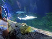 SEA LIFE Charlotte-Concord photo 5