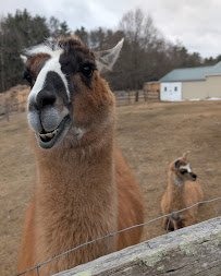 Charmingfare Farm photo 4