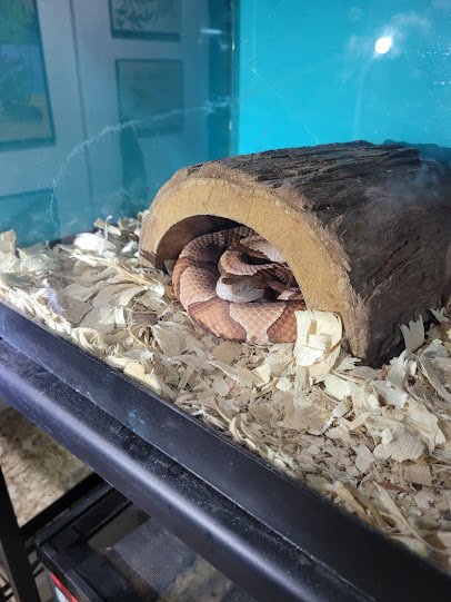 Snake World