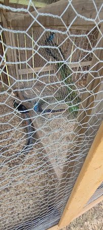 Petting Zoo photo 2