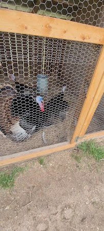 Petting Zoo photo 4
